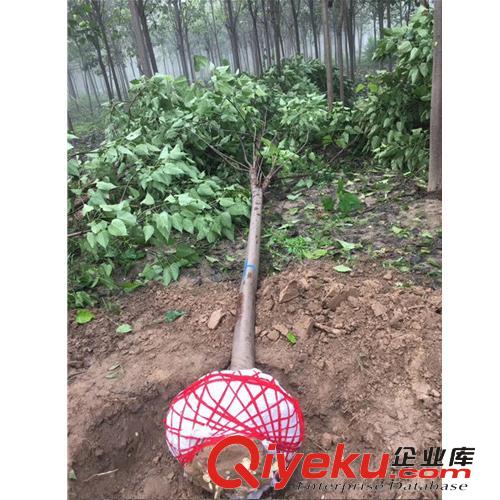 5公分梓樹(shù)價(jià)格 6公分梓樹(shù)價(jià)格 7公分梓樹(shù)價(jià)格