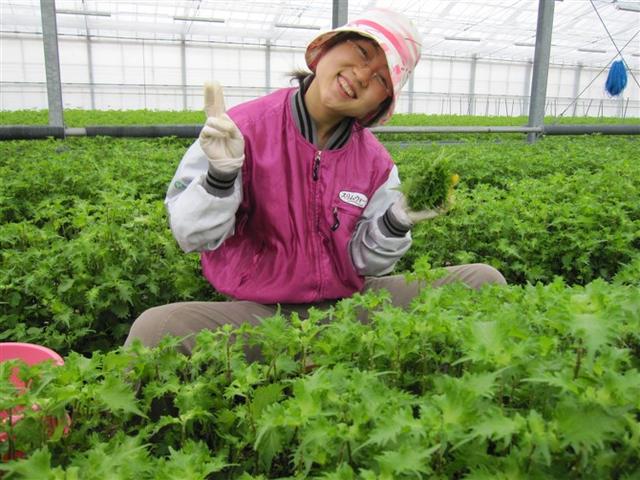 沈陽出國工作_日本農業種植