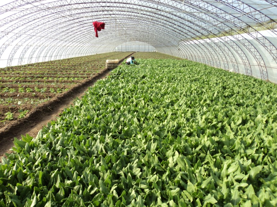 日本研修農業種植原始圖片2